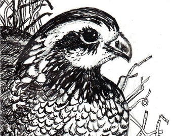 Pen and Ink Drawing Bird Quail Bob White Original Drawing Black and White Paint Chip Art