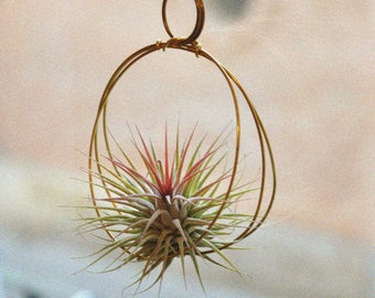 Hörgánica · Hanging rings Ionantha