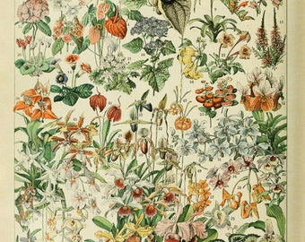 Vintage Flower Poster - Botanical Print - French Flower Decor - Wall Art Home Decor Fine Art Print #vi237