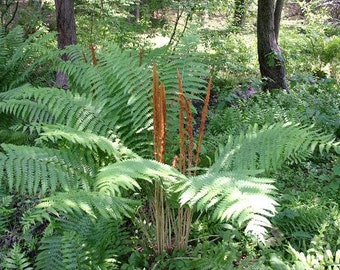 5 CINNAMON FERN rhizome/root