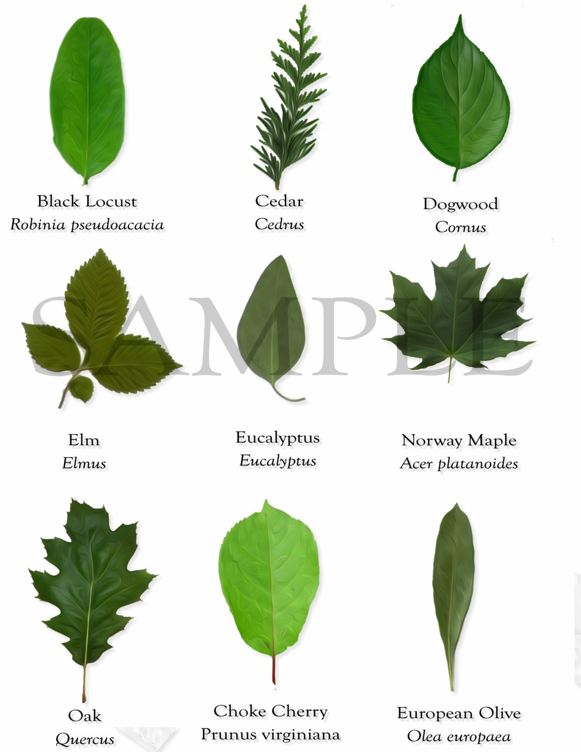 18 Clipart Tree Leaves with Scientific Names for DIY