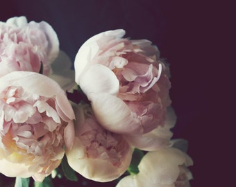 Photography Flower Still Life Peony Wall Art Photograph Dark Floral Botanical Print Pale Pink Black 16x20 "Peony Three"