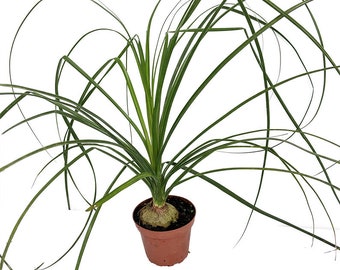 Ponytail Palm - 4" pot - Beaucarnea - Great Indoors!