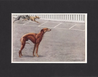 Whippet 1919 Vintage Dog Print by Louis Agassiz Fuertes Small Painting Mounted with Mat Whippet Print Whippet Picture
