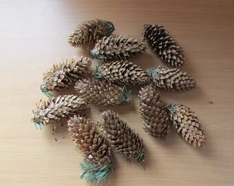 12 pcs silver spruce cones naturaly dried cones natural materials floristy materials spruce cones composition materials