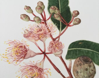 A3 Pink Flowering Gum