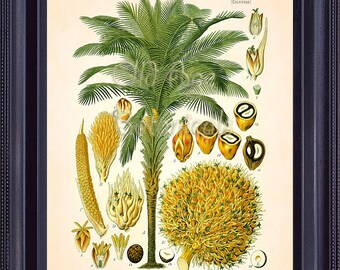 Kohler Botanical Print Vintage Antique 8x10 Art Plate Chart Tropical American OIL PALM Tree Plant Kitchen Home Decor Mixed Media MT0007