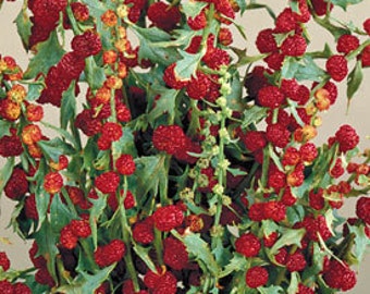 10 Strawberry Spinach Seeds-1006