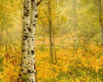Fall in American Fork Canyon, Utah
