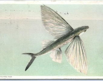 1915 Flying Fish Postcard