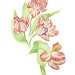LIMITED EDITION of a 4 Tulip art print of pencil drawing, Elegant Compositional Print of 4 Beautifully Rendered Tulips, Tulip Art, Tulips