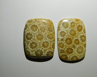 Lot~44.05 Cts Mix Size 2Pcs Amazing quality Fossil Coral Cushion Shape,loose stone Natural Handmade Gemstone Top quality Free Shipping