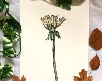 Dandelion original illustration. Original drawing on A5 card.
