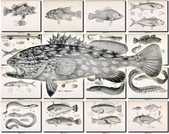 FISHES-35-bw Collection of 122 vintage images Golden Carp Dace Minow Bream pictures High resolution digital download printable water animals