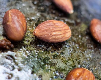 TOASTED ALMONDS - wall art, fine art, home decor, food