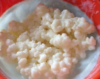 2 tablespoon Organic milk Kefir Grains hollistic natural home made kefir kifer kephir pajaritos bulgaros yoghurt yogur probiotics