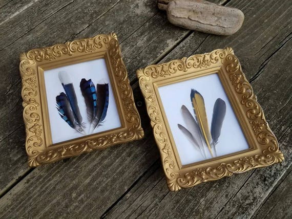Framed Blue Jay/Goldfinch Feathers/Wall Art