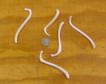 5 Deformed Raccoon Baculum Bones.
