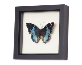 Blue Charax Real Framed Butterfly Shadowbox Display