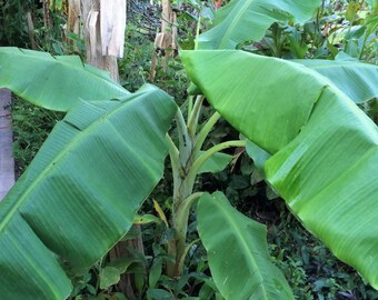 Orinoco Banana Plant, TropicalCoast BA1