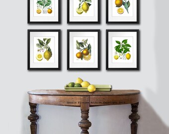 Kitchen Art Decor, Citrus Prints Set. Orange print Lemon print,Fruit Wall Art Set of 6 Botanical Prints Kitchen Wall Art