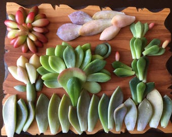 30 Succulent leaves