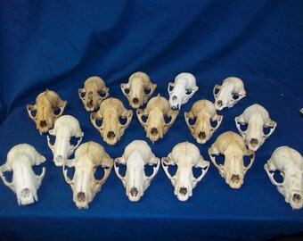 5 Real animal bone raccoon weird skeleton taxidermy Skull head part