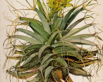 Vintage Botanical Print Cactus Art Print Agave Cactus Illustration Flower Wall Art Cottage and Desert Decor 3588