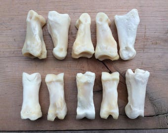 10 Elk First Phalanx Proximal Phalanx Bones Phalanges Knuckle Bones