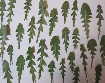 Dried Pressed Flowers Greenery / Flowers for Crafting - Natural Dandelion Leaves Foliage