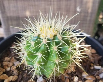 Echinocactus grusonii - Gold barrel