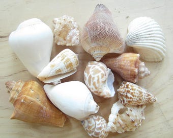 Asst Sea Shell Mix-Beach Wedding Decor-Sea Shells Bulk-Bag Of Shells-Beach Craft Supplies-Assorted Seashell Mix-Natural Seashells Assortment