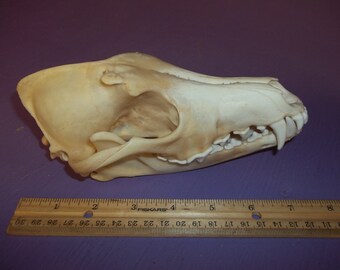 Real animal bone raccoon deformed skull skeleton coon head