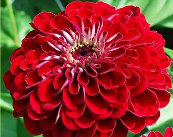 AZB)~BENARY'S GIANT Deep Red Zinnia~Seeds!!!!~~~~~~~~Stunning True Red Color!!!