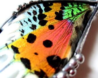 Real Moth Necklace of A Sunset Moth