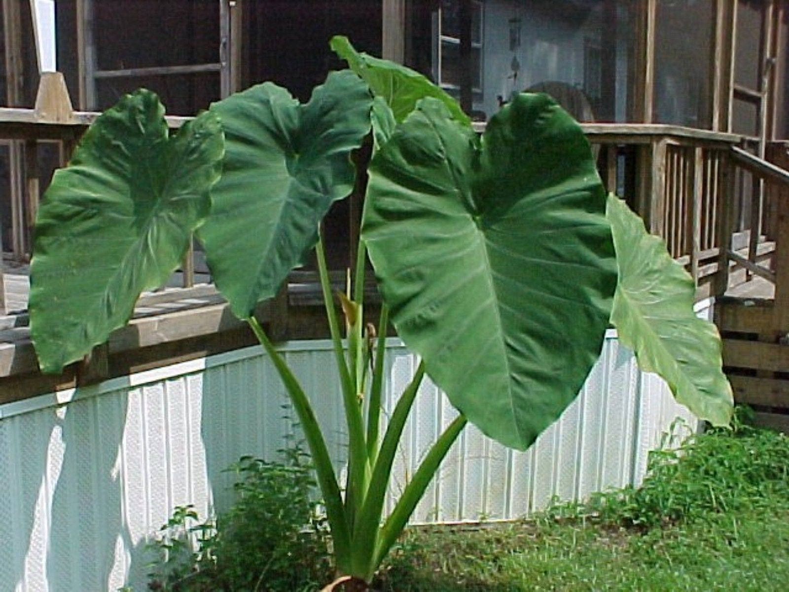 5 live bulbs Elephant Ear Malanga Blanca Tropical Plant for