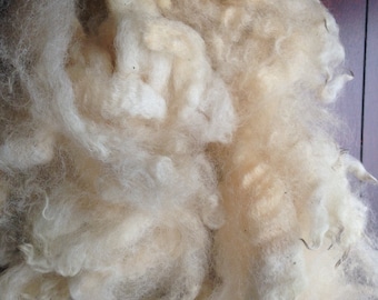 DorsetxBorder Cross Raw Wool Fleece 4oz Spinning Fiber Felting Fiber