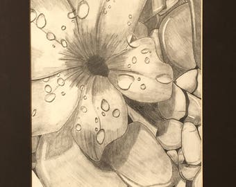 Flower Drawing - Flower on the Rocks