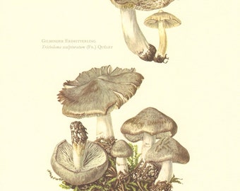 1963 Grey Knight Tricholoma terreum and Yellowing Knight Tricholoma scalpturatum Vintage Offset Lithograph