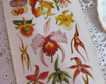 Book of Garden Flowers-Reference-Audubon-Book Plates-IRIS