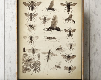 Insects print, Insect poster, Study of insects chart, fly poster, insect wall art, bee, mosquitoe, aged sepia black and white