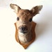 SALE Vintage Taxidermy Deer Head Real Deer Mounted Trophy Shoulder Stag Mount