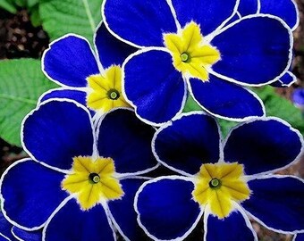 100x Evening Primrose- Blue Evening Seeds Fragrant DIY Home Garden Flower Hardy