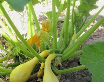 Squash Plant, Early Summer Yellow Crookneck Heirloom