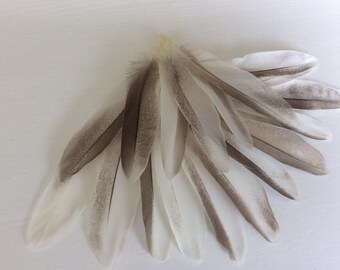Natural white/beige/ivory Feathers-cruelty free feathers-feathers dreamcather-Crafting Feathers- Duck Feathers- 4" inches feather - 1546