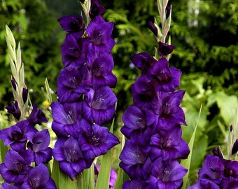 Gladiolus Purple Color Flower Bulb Perennial Summer Blooming