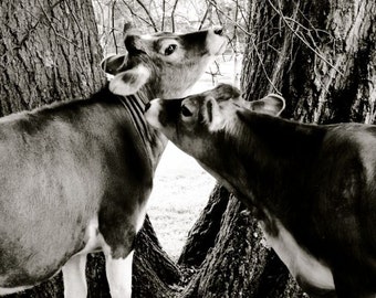 Cow Photograph - Young Cows - Nature Art - Animal Art - Love - Farm Animal - Cattle - Black and White - Animal Photograph