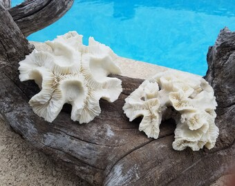 Real Authentic Vintage Open Brain Coral Coastal Antique Rock Fossil Accent Beach Cottage Living Sea Decor Mantle Coffee Table Shelf Display