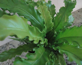 Bird's Nest Fern (FREE SHIPPING)