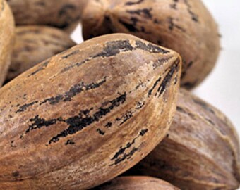 Pecan Stuart Nut tree Most sought after variety 10 seeds